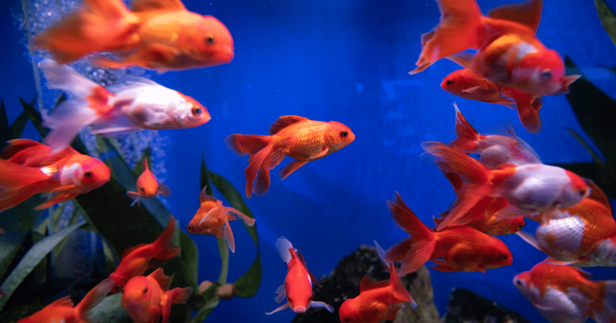 金魚の寿命と飼い方とポンプなしで育てる考え方 Purestation
